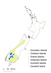 Veronica petriei distribution map based on databased records at AK, CHR & WELT.
 Image: K.Boardman © Landcare Research 2022 CC-BY 4.0